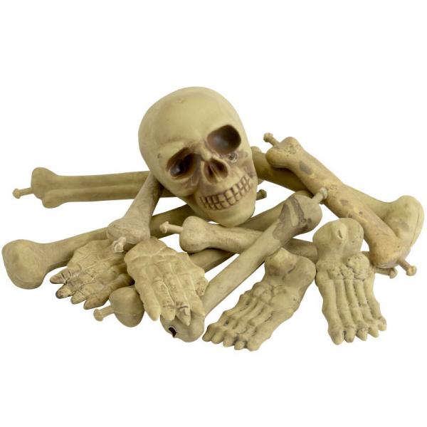 Skeletdele i Pose med Kranie