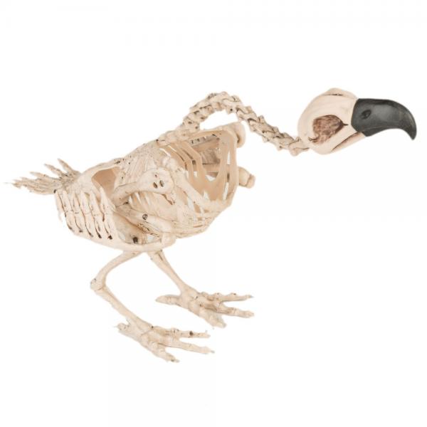 Fugle Skelet Dekoration