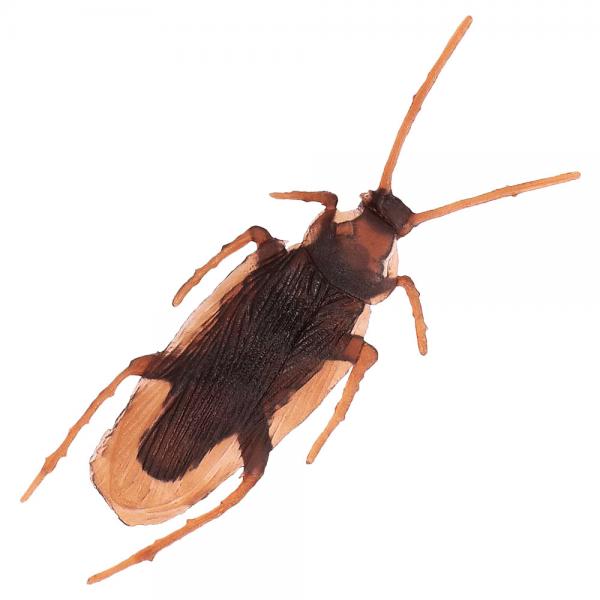 Brune Kakerlakker