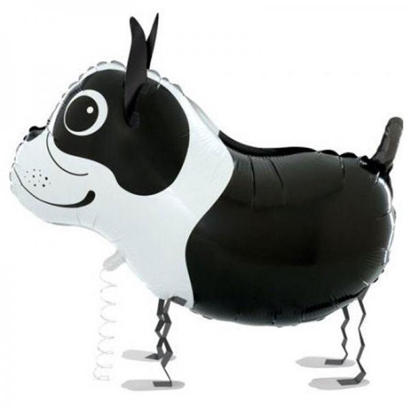 Boston Terrier Folieballon med Ben Airwalker