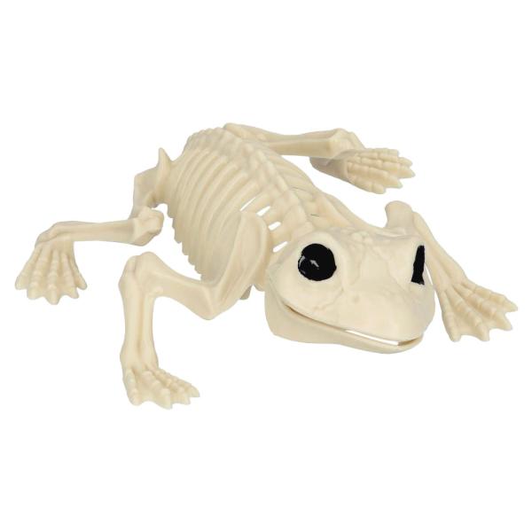 Skelet Dekoration Frø
