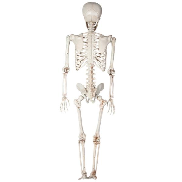 Hængende Bøjeligt Skelet Prop 90 cm